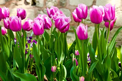 Purple Tulip Wallpapers