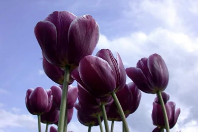 Purple Tulips