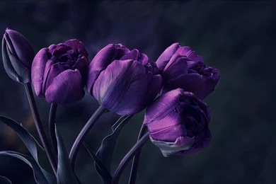Purple Tulip Flowers Wallpapers HD Download Desktop
