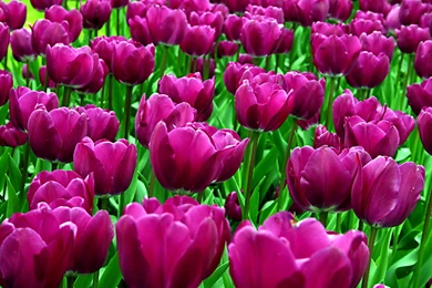 Purple Tulips   Desktop Wallpapers