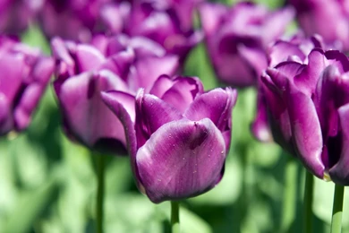 Flowers Wallpaper Images Download