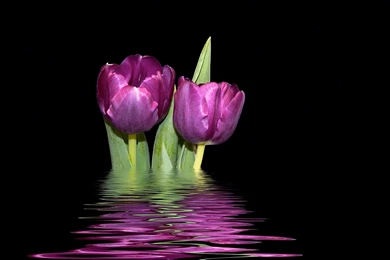 Tulip Colorful Flowers Images Download