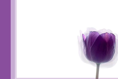 Purple Tulip Simple By Becka72 On DeviantArt
