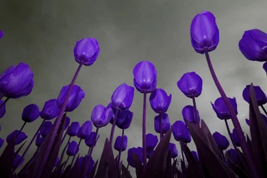 30 Amazing Free HD Flower Wallpapers