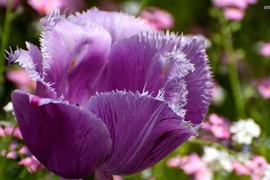 Purple Tulip Wallpapers   Flower Wallpapers