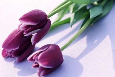 Purple Tulips Wallpapers