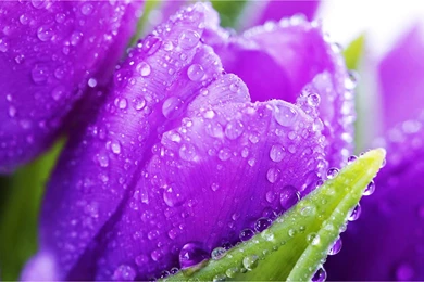 Floral Wallpapers [Archive]   UrduShanas