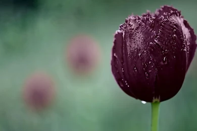 Tulip Hd Wallpapers   652715