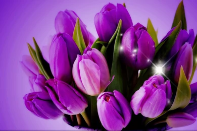 Pink Tulip Field   1080 HD Wallpapers