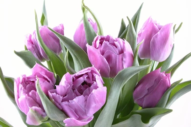 Purple Tulips 30910   Tulip   Flowers