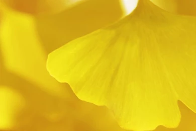 Ginkgo Biloba Leaves