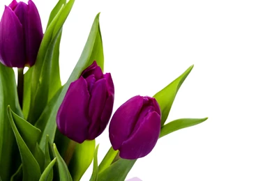 Wallpapers Tulips Flowers Image