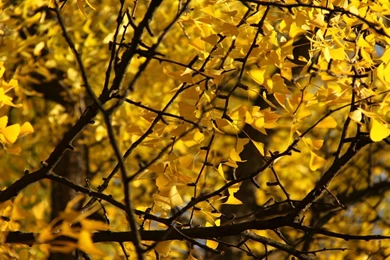 Ginkgo Biloba Tree Wallpapers