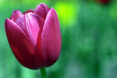 1680x1050 Purple Tulip Desktop PC And Mac Wallpapers