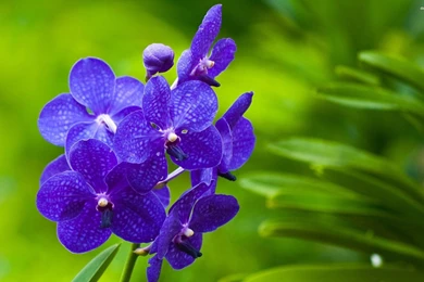 30 Amazing Free HD Flower Wallpapers