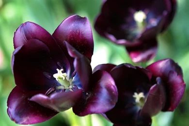 Purple Tulip   Wallpapers