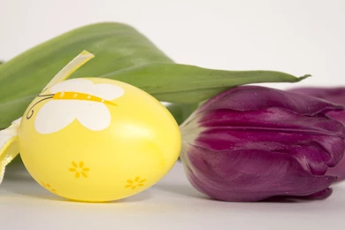 Easter Egg And Purple Tulip Wallpapers   Holiday Wallpapers