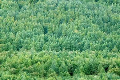 Free Texture   Vegetation   LuGher Texture Library