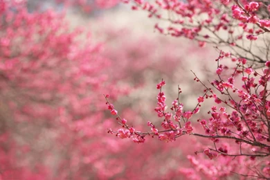 Spring Blossoms Hd Wallpapers