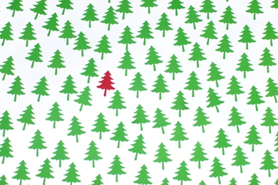 Photo Of Single Red Pine Tree