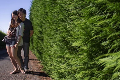 Us And Pine Tree Backgrounds – 02 Bowral – Life Voyage PhotoBlog