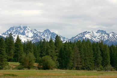 14 Amazing Photos Of Pine Trees