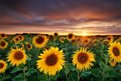 Latest Flowers HD Wallpapers