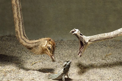 Bearded Dragon Wallpapers   Wallpapers Cave