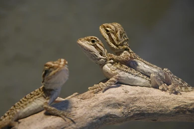 Cute Bearded Dragon Wallpapers