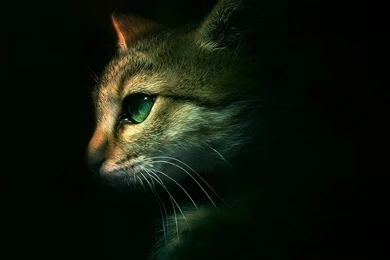 Warriors Cats Desktop Wallpapers