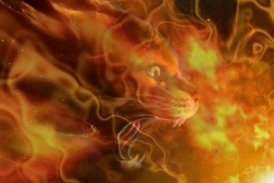 Fire Cat Wallpapers