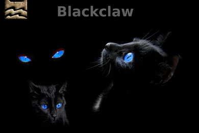 Warrior Cats Wallpapers By Silverhawl On DeviantArt