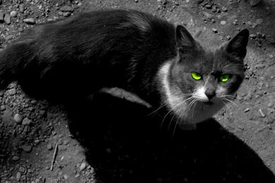 Dramatic Cat   Warrior Cats Forever Wallpapers (30405946)   Fanpop