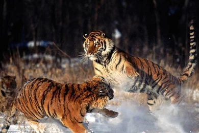 Wallpaper_animal_NC3