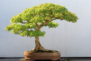 Bonsai_Wallpapers_trident_maple_bonsai .jpg