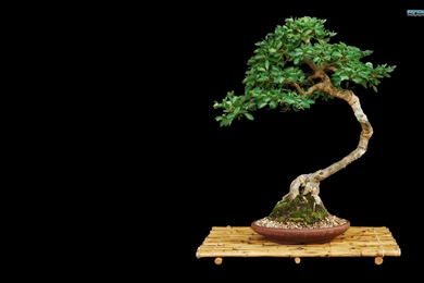 Bonsai Wallpapers   Photography Wallpapers