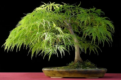 Bonsai Tree   Windows 10 Wallpapers