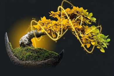 45 Bonsai Wallpapers Designs That Will Amaze You   Designrouge.com