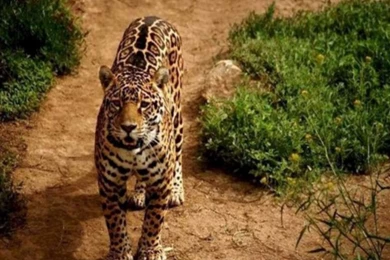 Leopard Wallpapers   Crazy Frankenstein