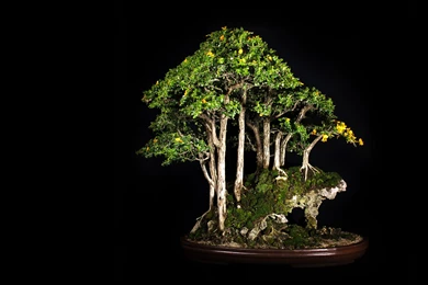 Tree Bonsai Tree Black Leaves D Wallpapers