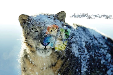 Justpict.com Mac Snow Leopard Wallpapers Hd