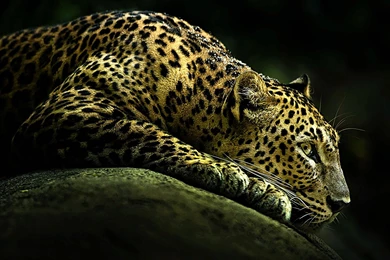 Mac Leopard Hd   1080 HD Wallpapers