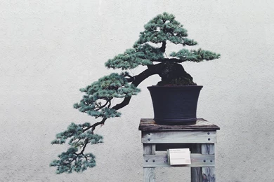 Bonsai HD Wallpapers