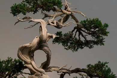 Bonsai Wallpapers   (