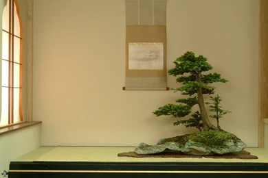 Download Our Bonsai Wallpapers   Bonsai Empire