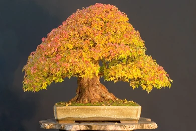 Bonsai Wallpapers