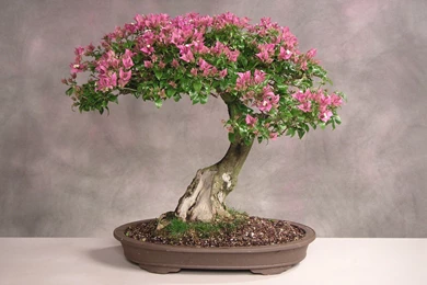 Japan Bonsai Computer Wallpapers, Desktop Backgrounds