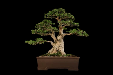 Tree Bonsai Tree Black F Wallpapers