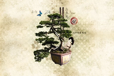Bonsai Wallpapers   HotFreeWallpaper.com