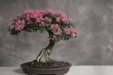 Bonsai Wallpapers 02 – HD Wallpaper, Wallpapers Pics   The Best ...